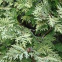 Thuja occidentalis Lutescens' rameau